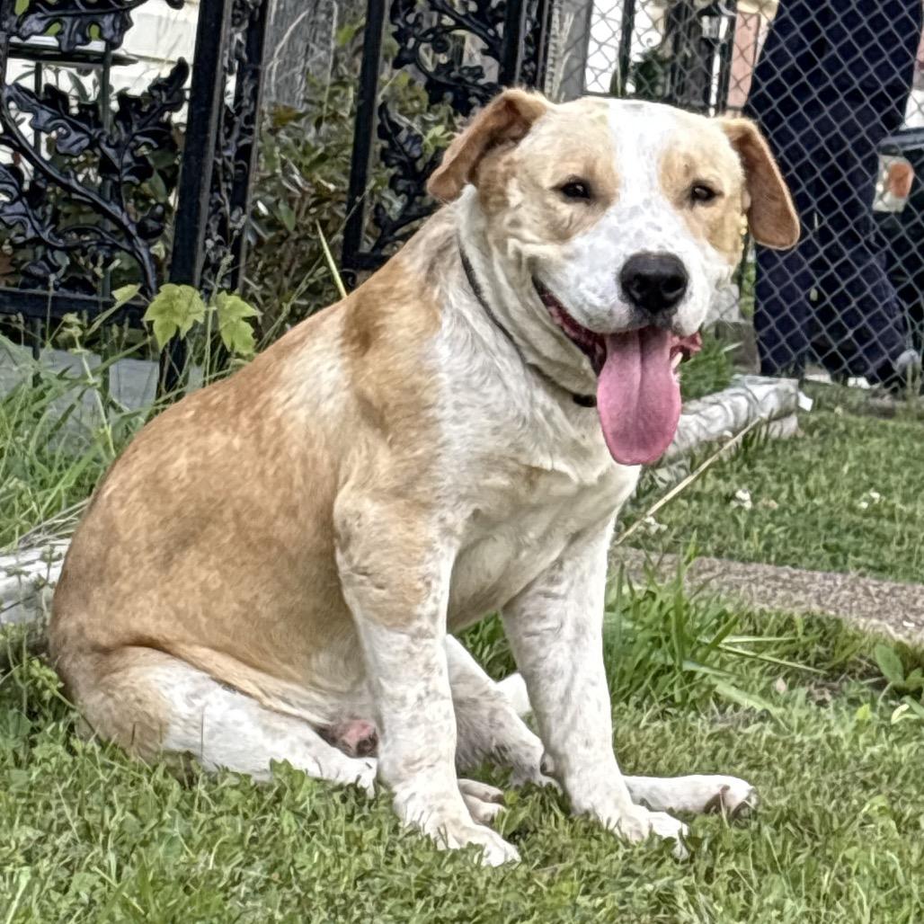 Enlarge Hayes, a Adoptable Mixed Breed in Memphis, TN image 3/3