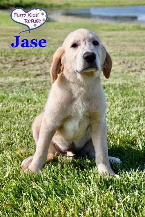 Jase, a Adoptable mixed breed in Lee's Summit, MO image 1/3