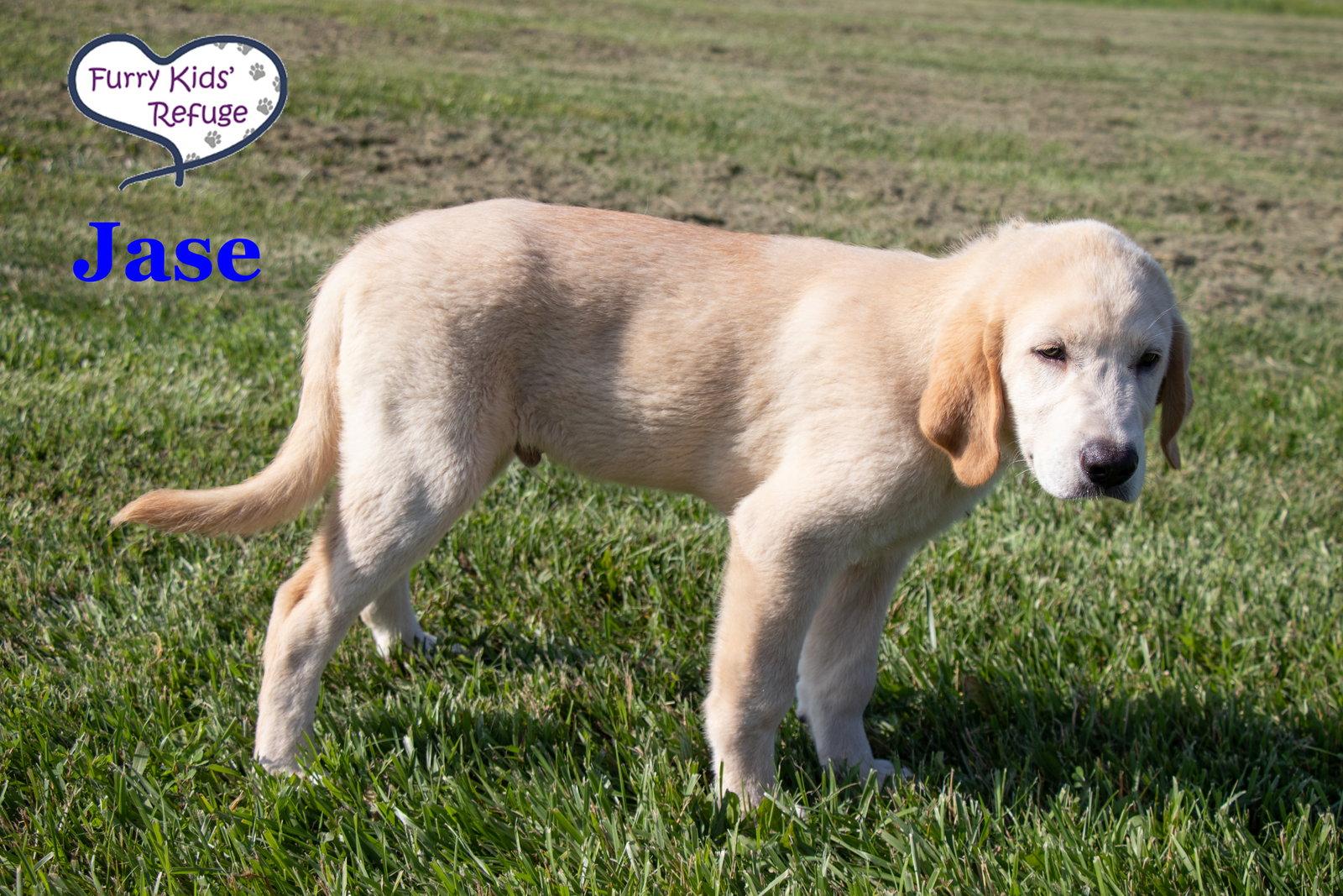 Jase, a Adoptable mixed breed in Lee's Summit, MO image 2/3