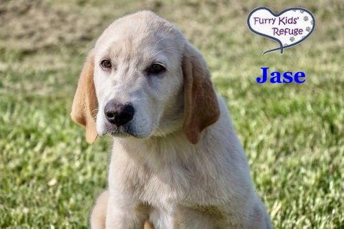 Jase, a Adoptable mixed breed in Lee's Summit, MO image 3/3