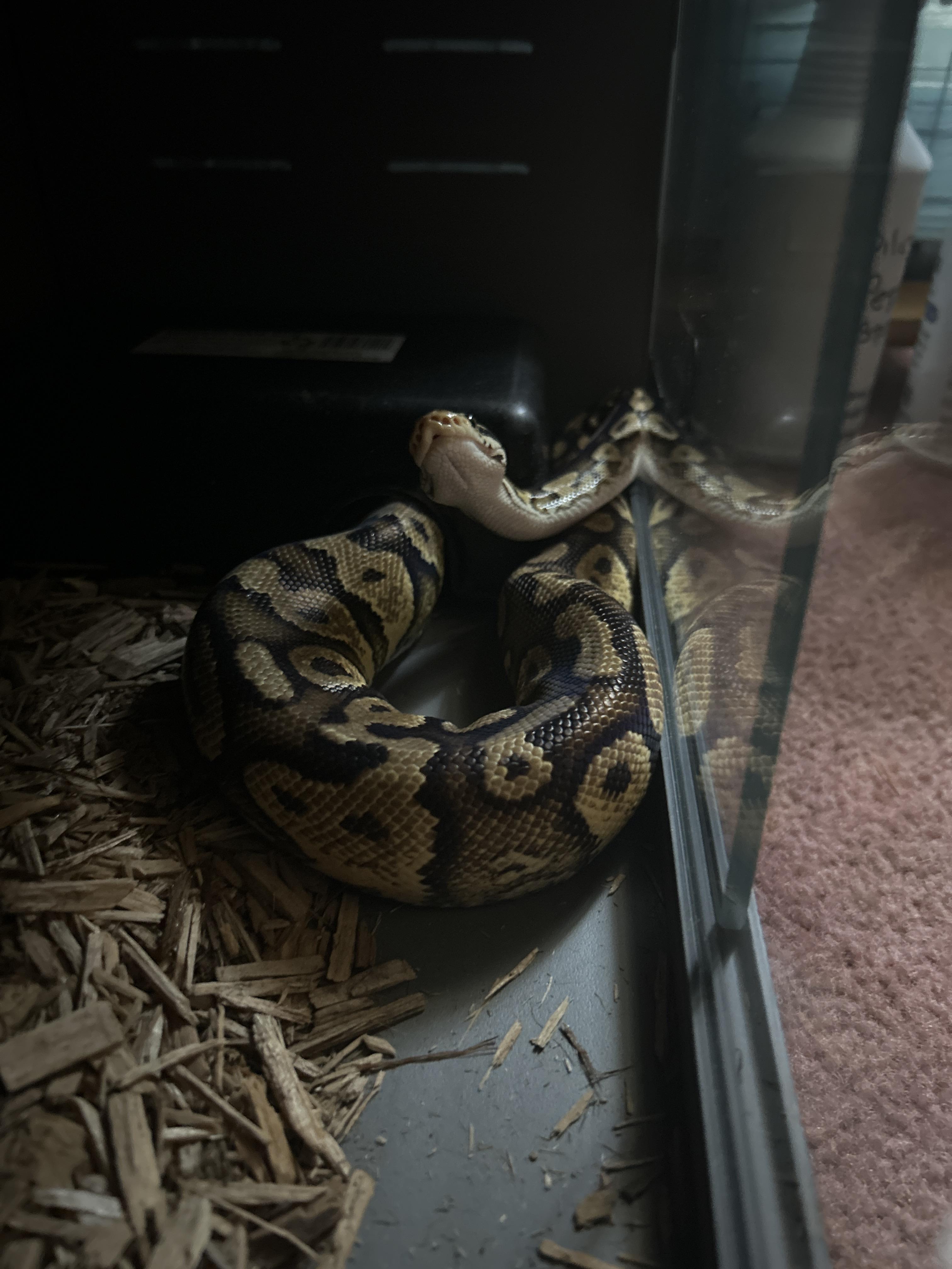Hugs Ball Python photo 2