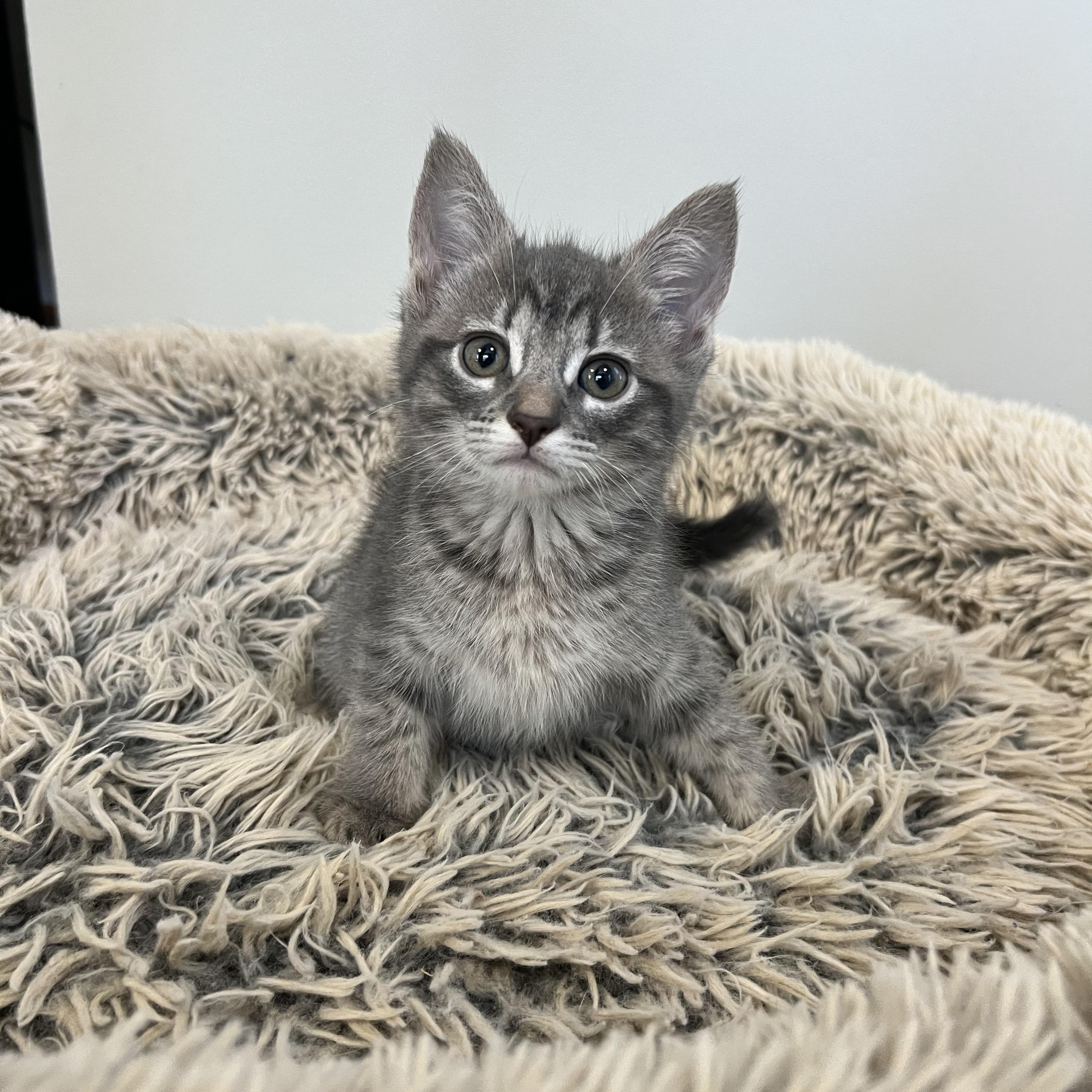 Dolly Purrton, a ADOPTABLE Domestic Short Hair in Hughesville, MD image 2/2