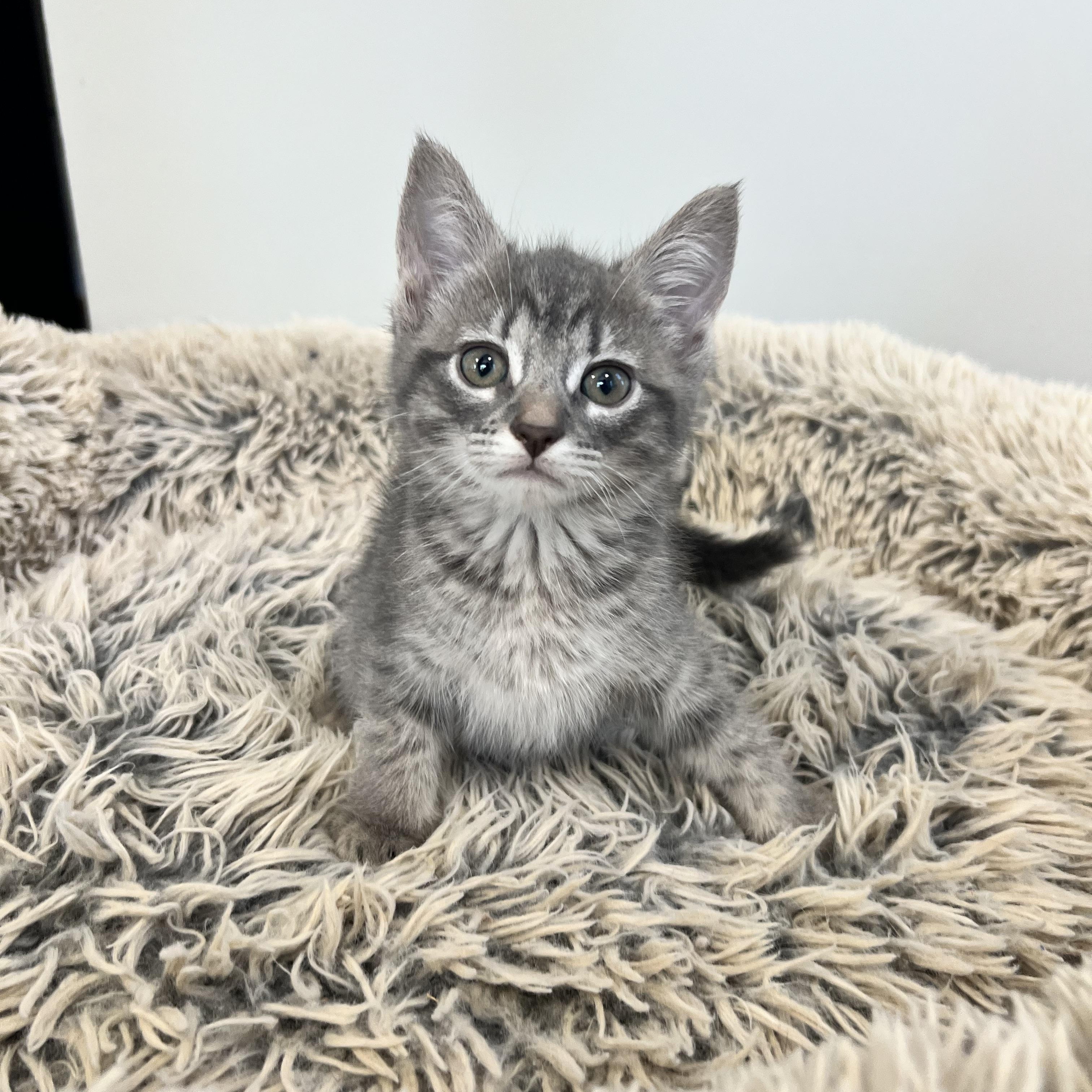 Dolly Purrton, a ADOPTABLE Domestic Short Hair in Hughesville, MD image 1/2