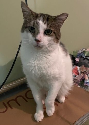 Chester & Freddy - BONDED!, a Adoptable Domestic Short Hair in Philadelphia, PA image 1/6