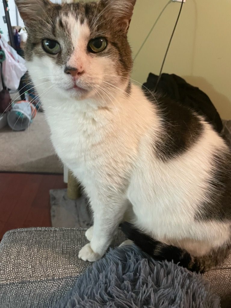 Chester & Freddy - BONDED!, a Adoptable Domestic Short Hair in Philadelphia, PA image 2/6