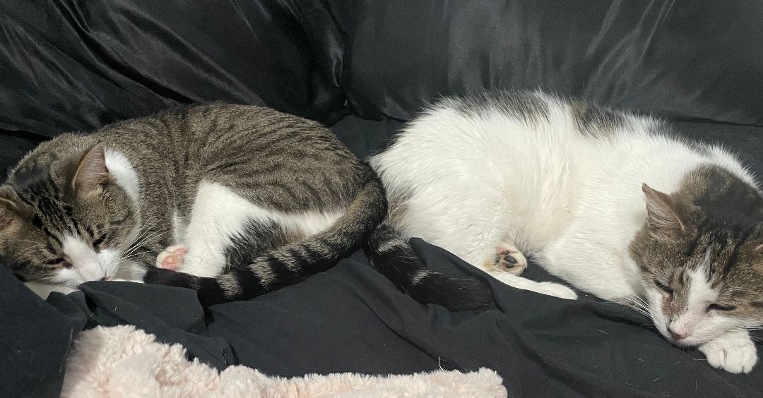 Chester & Freddy - BONDED!, a Adoptable Domestic Short Hair in Philadelphia, PA image 3/6