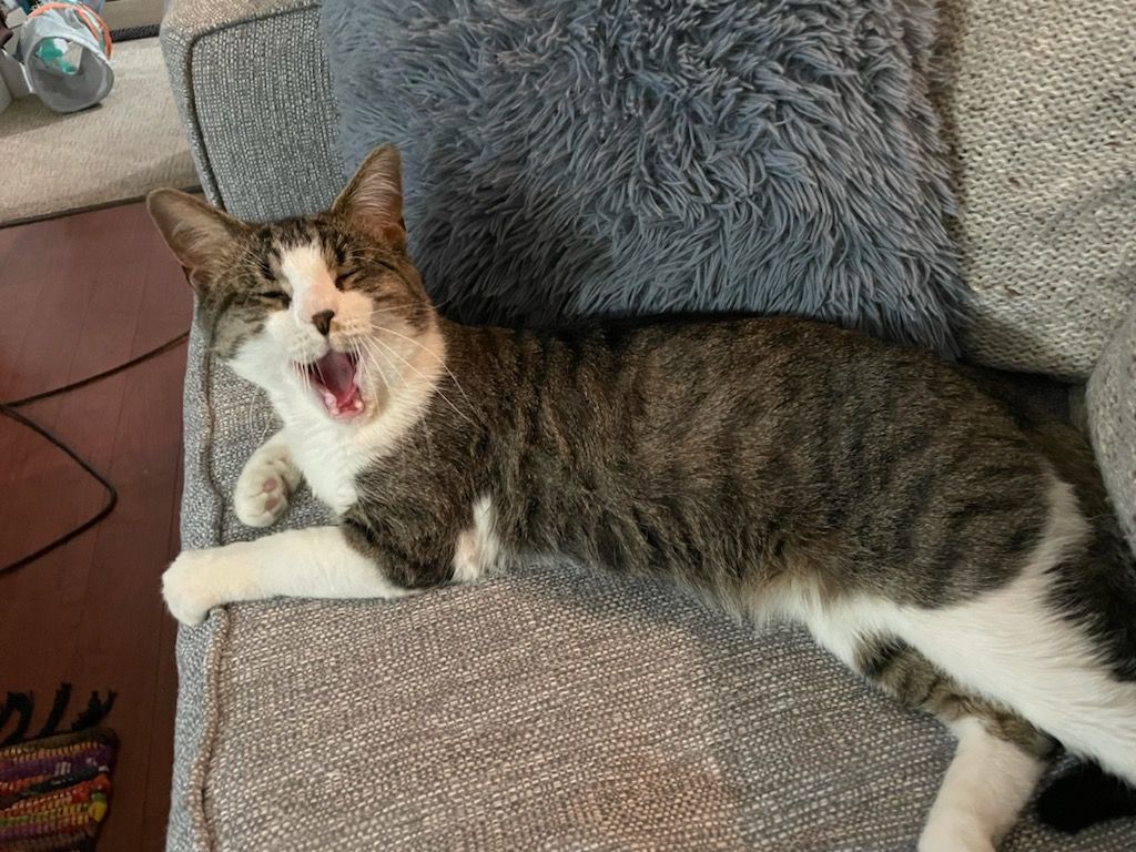 Chester & Freddy - BONDED!, a Adoptable Domestic Short Hair in Philadelphia, PA image 4/6