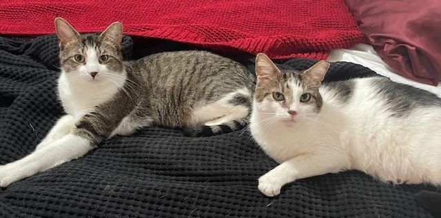 Chester & Freddy - BONDED!, a Adoptable Domestic Short Hair in Philadelphia, PA image 5/6