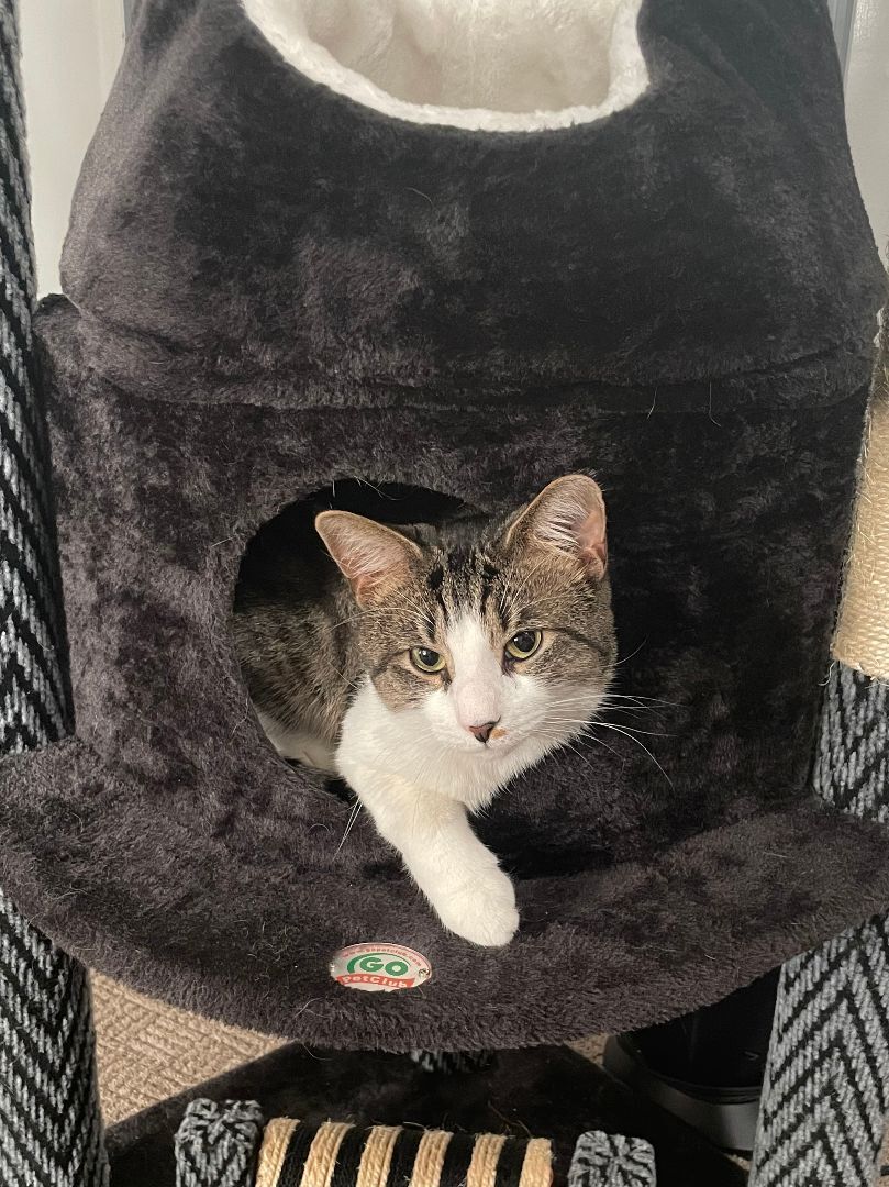 Chester & Freddy - BONDED!, a Adoptable Domestic Short Hair in Philadelphia, PA image 6/6