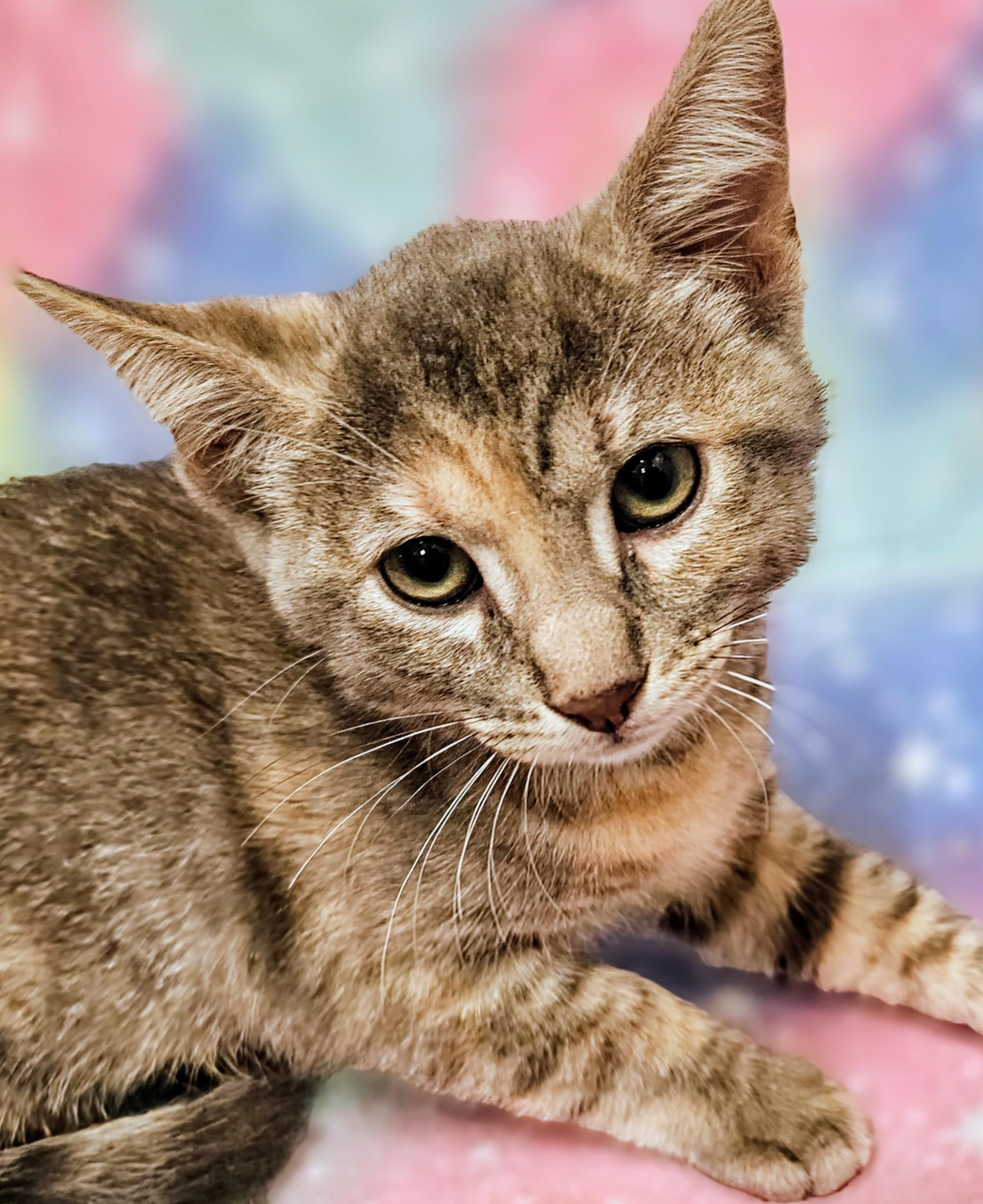 Enlarge Bon Bon  - Rancho Cucamonga PetSmart, a Adoptable Domestic Short Hair in Rancho Cucamonga, CA image 3/5