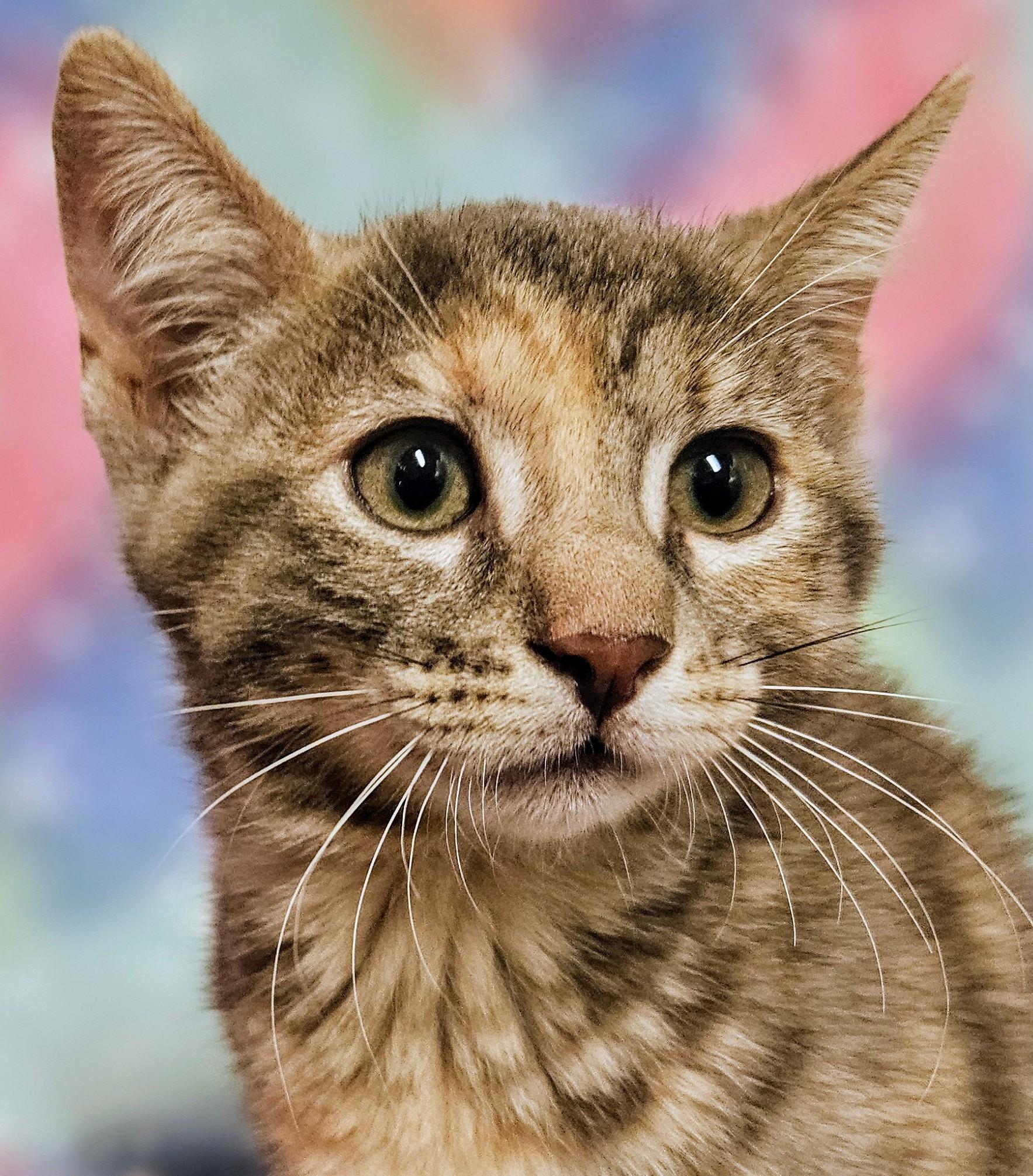 Enlarge Bon Bon  - Rancho Cucamonga PetSmart, a Adoptable Domestic Short Hair in Rancho Cucamonga, CA image 4/5