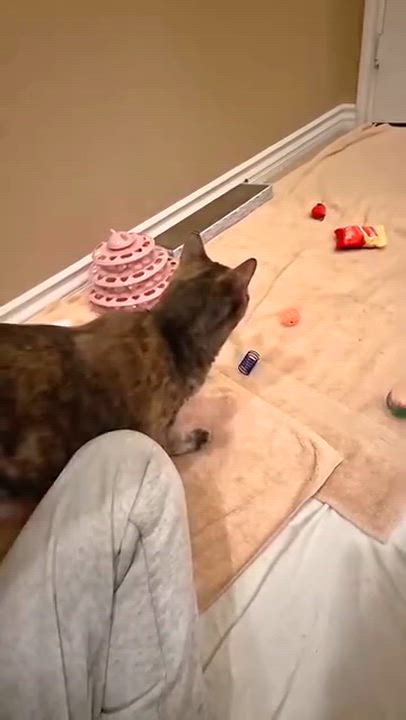 Enlarge BonBon - Rancho Cucamonga PetSmart, an adoptable Domestic Short Hair in Rancho Cucamonga, CA video 4/5