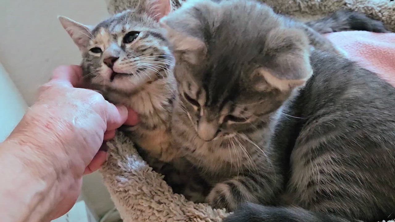 Enlarge Bon Bon  - Rancho Cucamonga PetSmart, a Adoptable Domestic Short Hair in Rancho Cucamonga, CA video 5/5