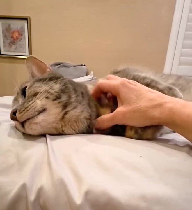 Enlarge BonBon - Rancho Cucamonga PetSmart, an adoptable Domestic Short Hair in Rancho Cucamonga, CA video 5/5