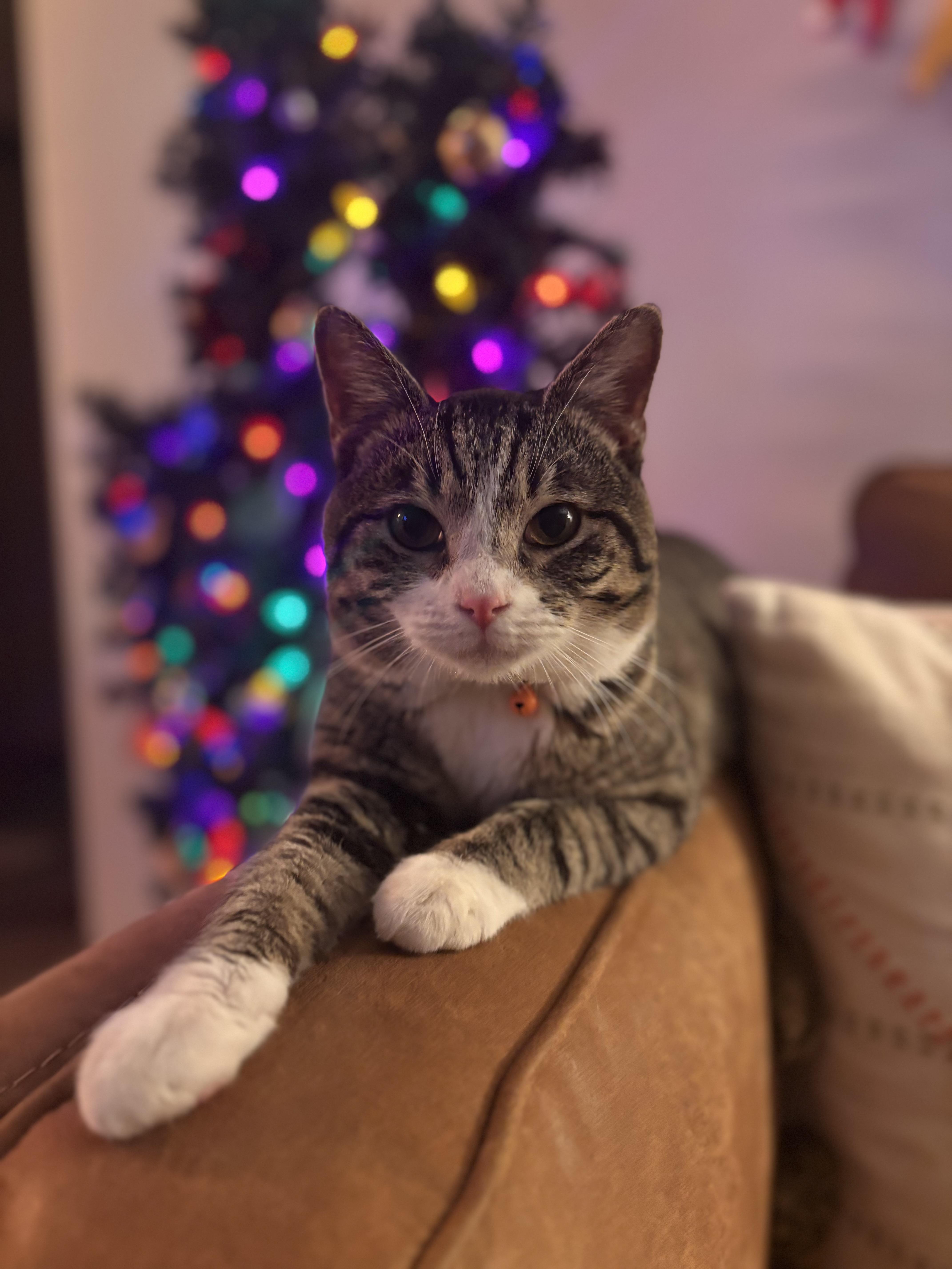 Enlarge TINY TOM, an adoptable Domestic Short Hair in Joshua Tree, CA image 1/3