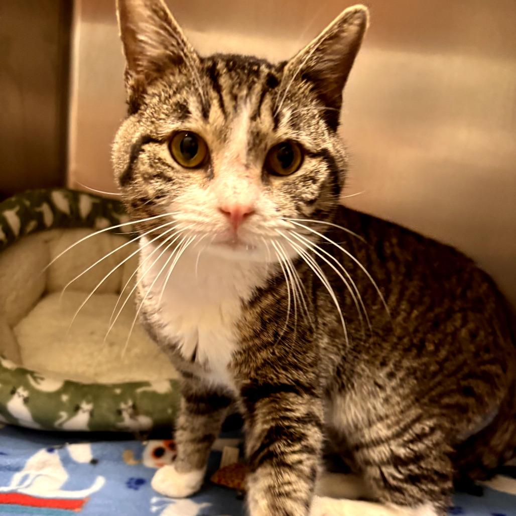 TINY TOM — thumbnail 3