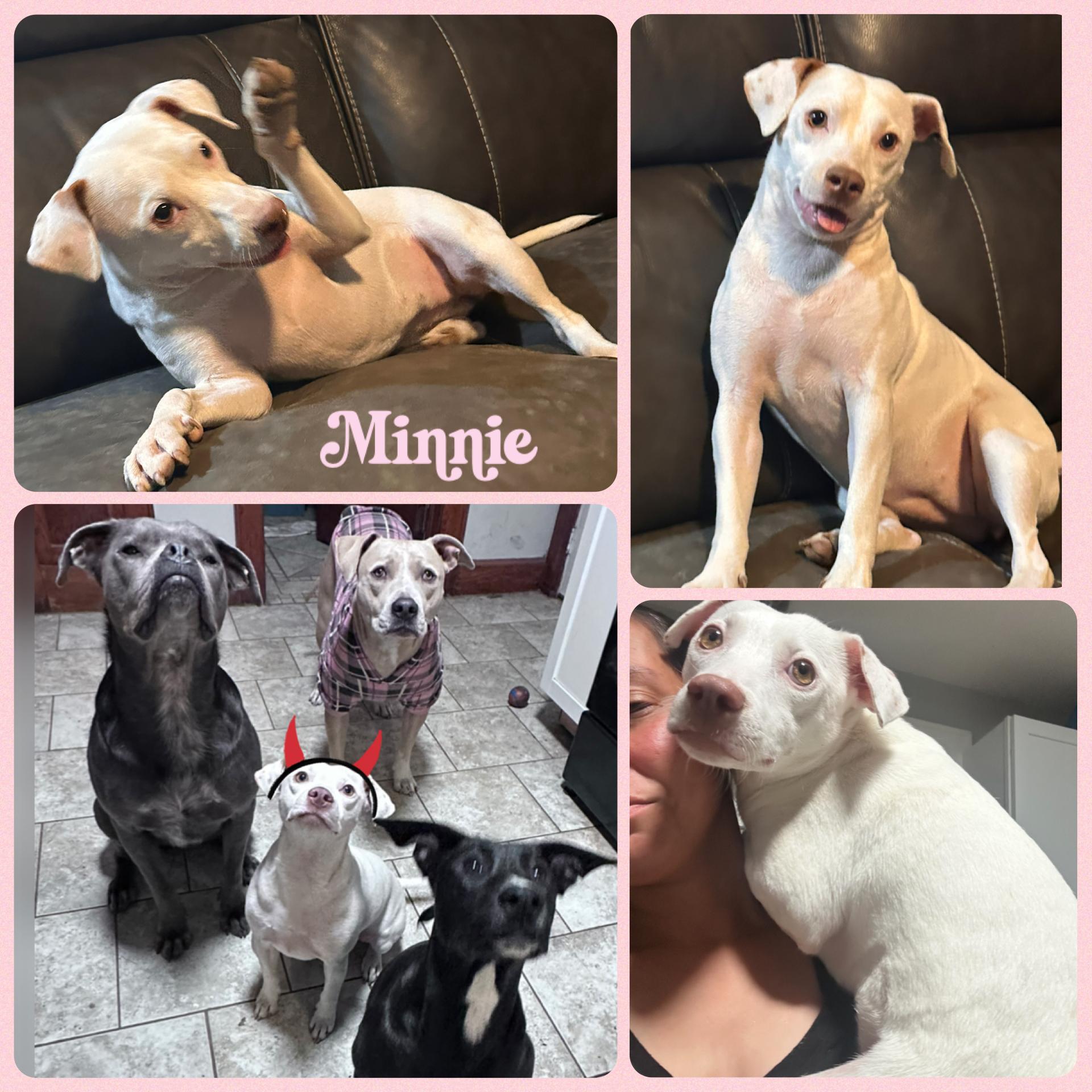 Minnie (NO MEN), Adoptable, Young Female Jack Russell Terrier & Chihuahua.