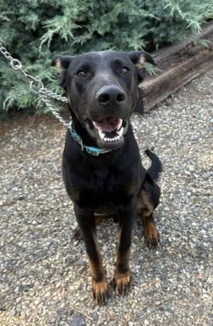 Enlarge Dante, a ADOPTABLE mixed breed in Pasco, WA image 4/6