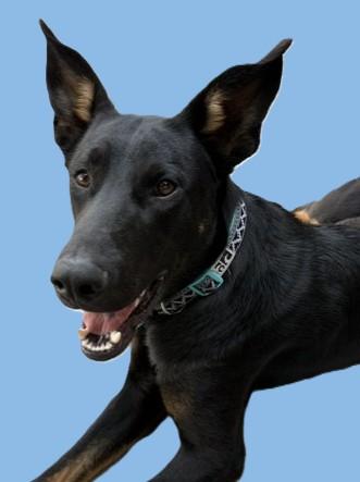 Enlarge Dante, a ADOPTABLE mixed breed in Pasco, WA image 2/6