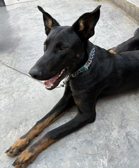 Dante, ADOPTABLE, Puppy Male Doberman Pinscher.