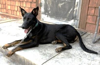 Enlarge Dante, a ADOPTABLE mixed breed in Pasco, WA image 5/6