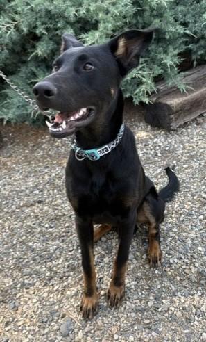 Enlarge Dante, a ADOPTABLE mixed breed in Pasco, WA image 3/6