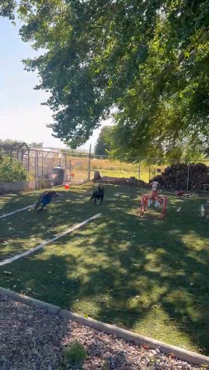Enlarge Dante, a ADOPTABLE mixed breed in Pasco, WA video 6/6