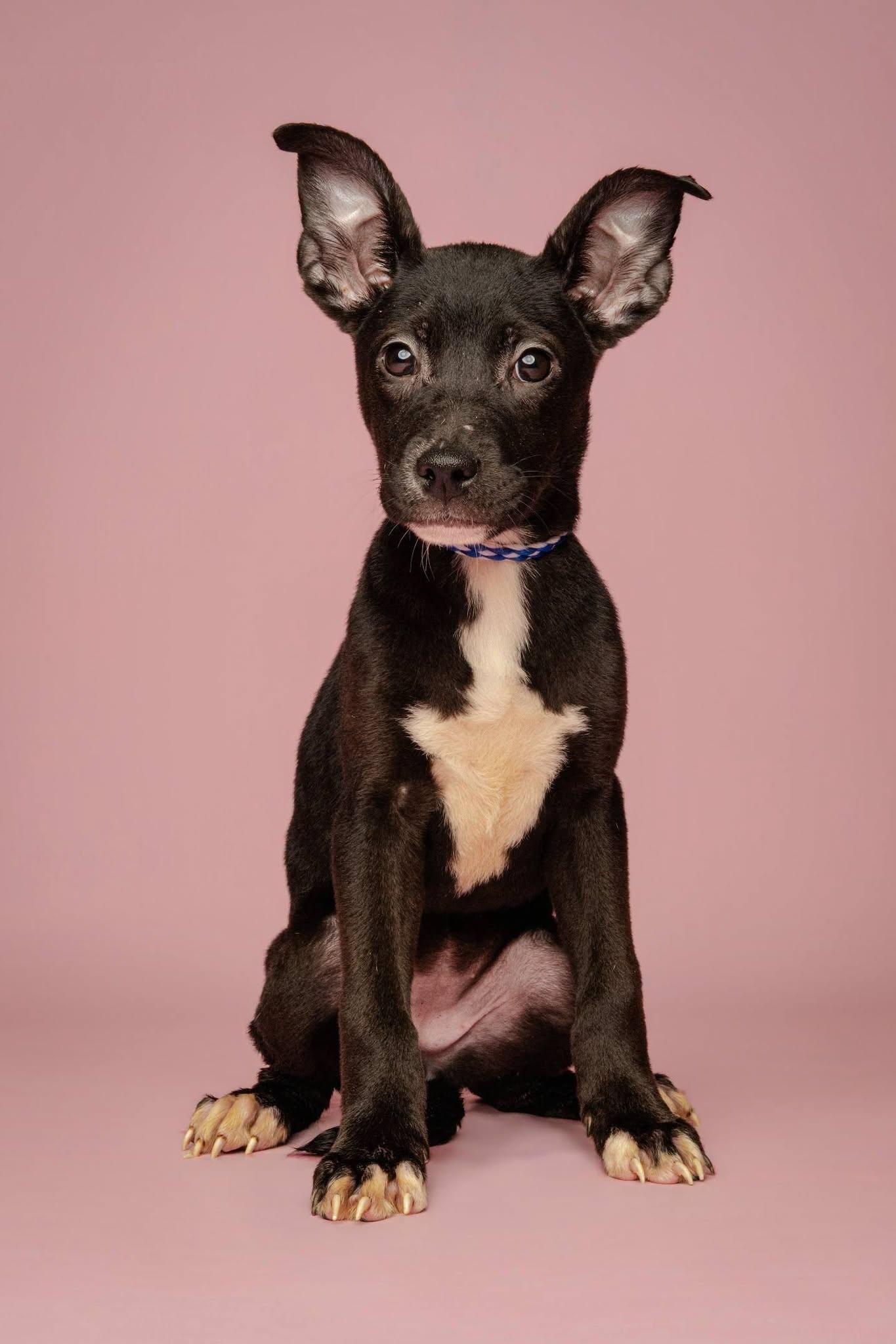 Enlarge Cherry, a Adopted mixed breed in Jackson, GA image 1/1