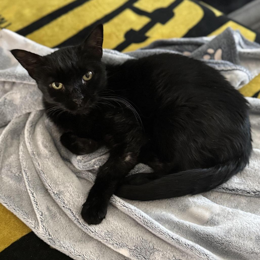 Tina, Adoptable, Adult Female Domestic Short Hair.