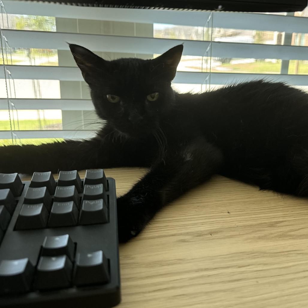 Enlarge Tina, a Adoptable Domestic Short Hair in Tulsa, OK image 2/6