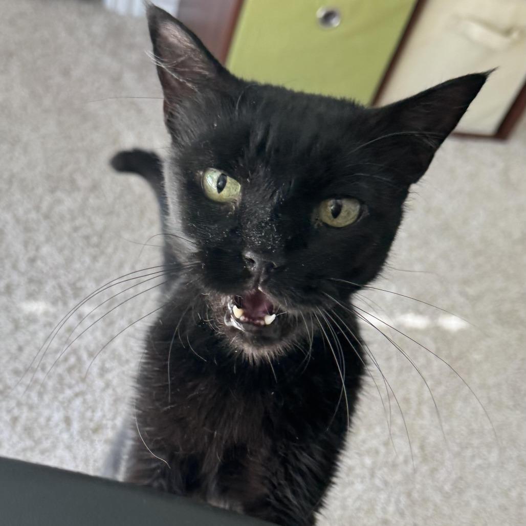 Enlarge Tina, a Adoptable Domestic Short Hair in Tulsa, OK image 3/6