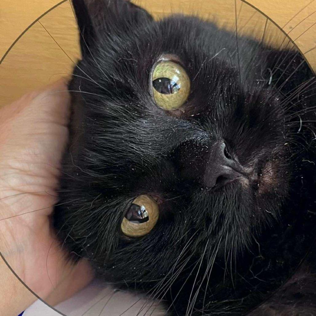 Enlarge Tina, a Adoptable Domestic Short Hair in Tulsa, OK image 5/6