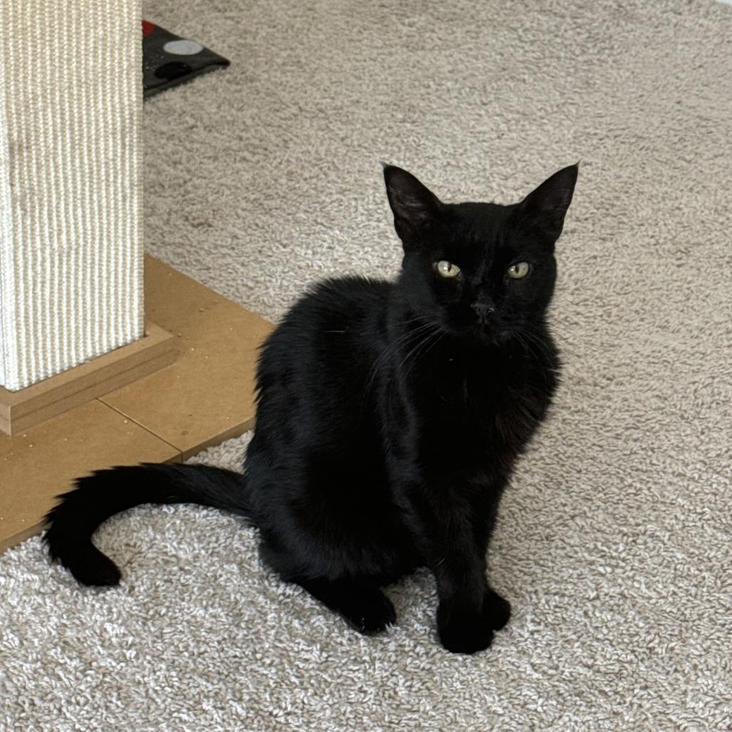 Enlarge Tina, a Adoptable Domestic Short Hair in Tulsa, OK image 6/6