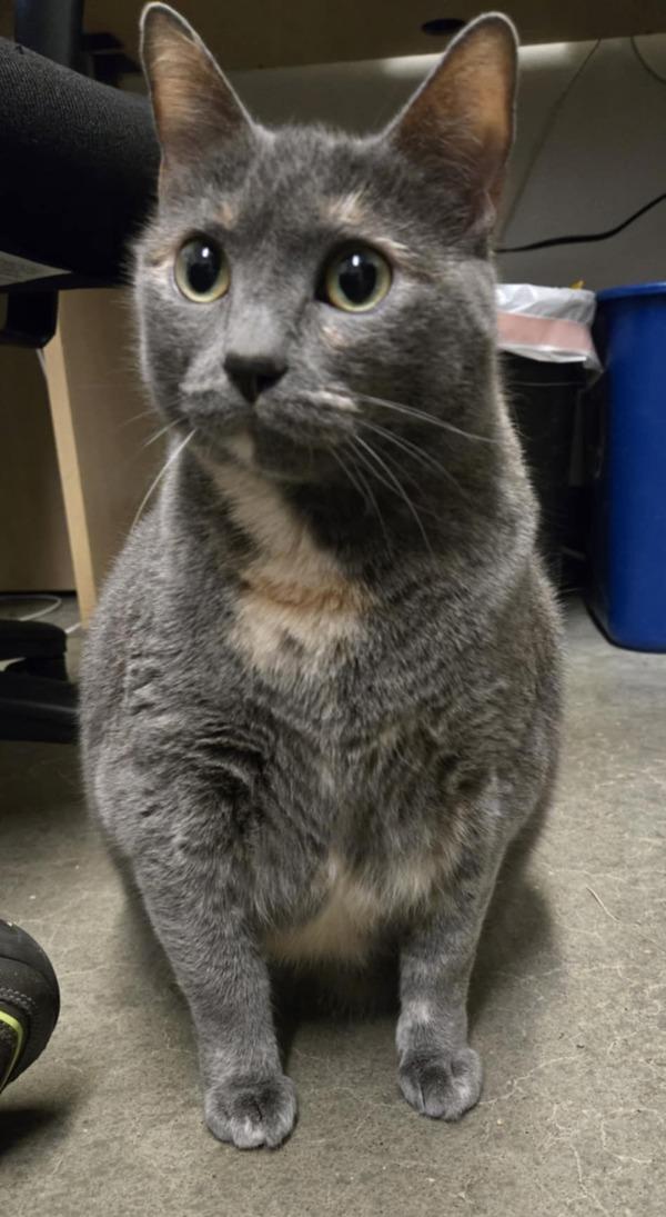 Enlarge Sassy, a Adoptable mixed breed in Silverdale, WA image 1/6