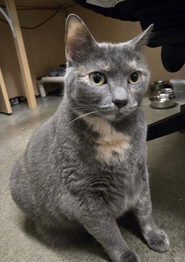 Enlarge Sassy, a Adoptable mixed breed in Silverdale, WA image 2/6