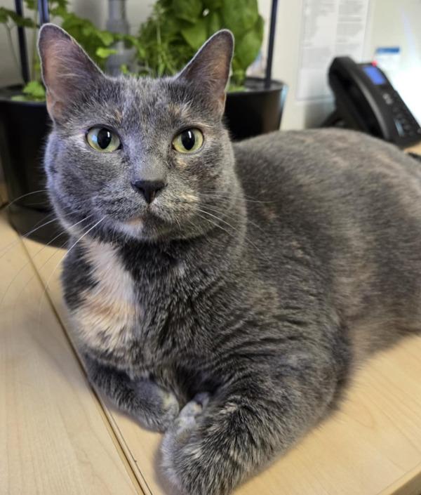 Enlarge Sassy, a Adoptable mixed breed in Silverdale, WA image 3/6