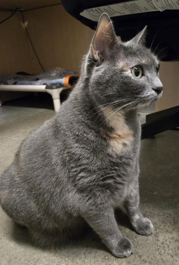 Sassy — thumbnail 5