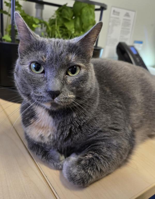 Enlarge Sassy, a Adoptable mixed breed in Silverdale, WA image 6/6