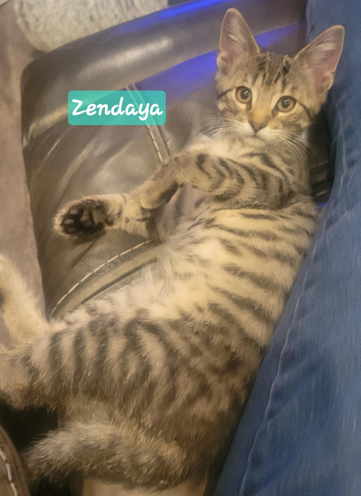 Enlarge Zendaya, an adopted Domestic Short Hair in Greenwood, IN image 1/2