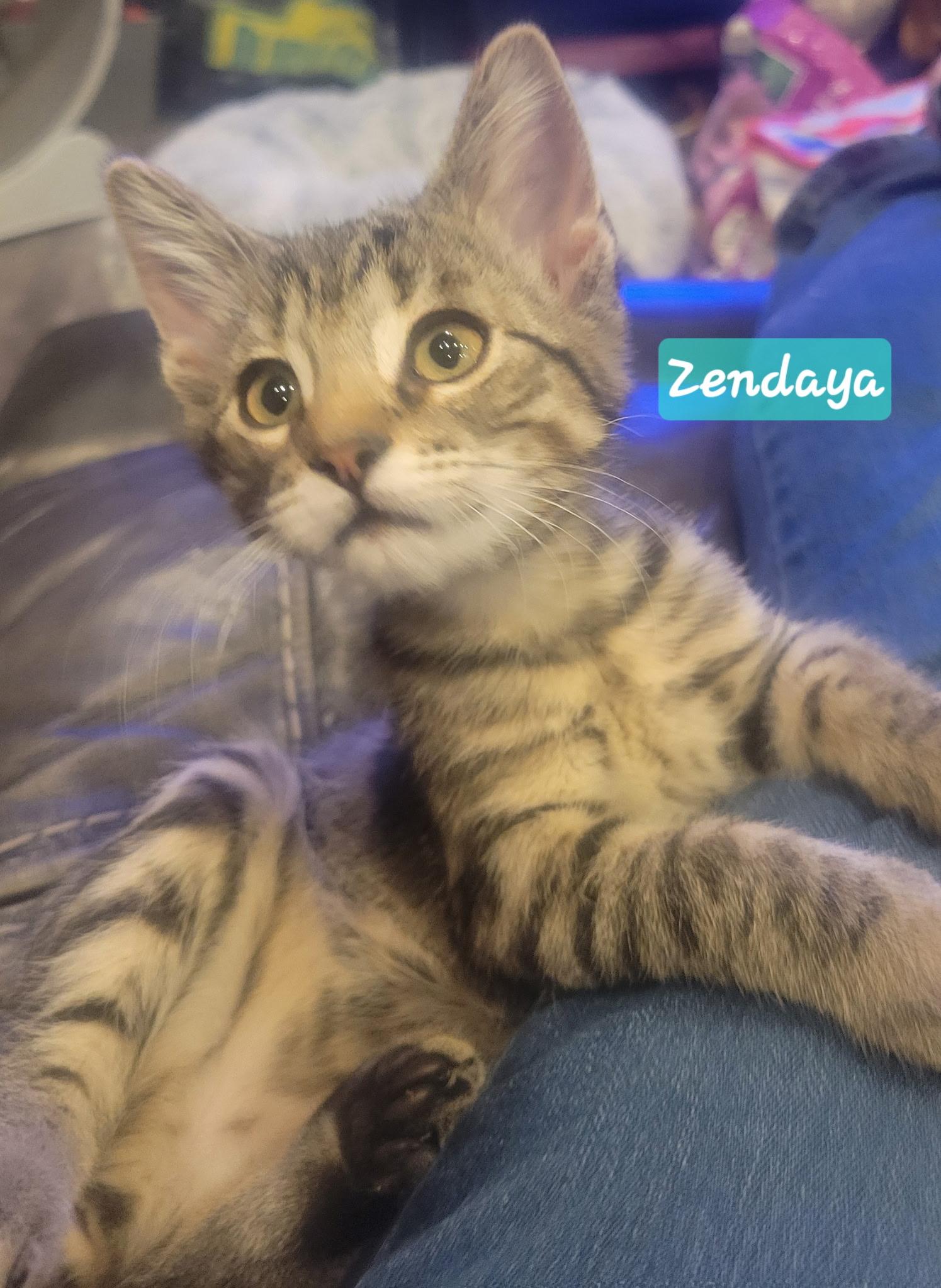 Enlarge Zendaya, an adopted Domestic Short Hair in Greenwood, IN image 2/2