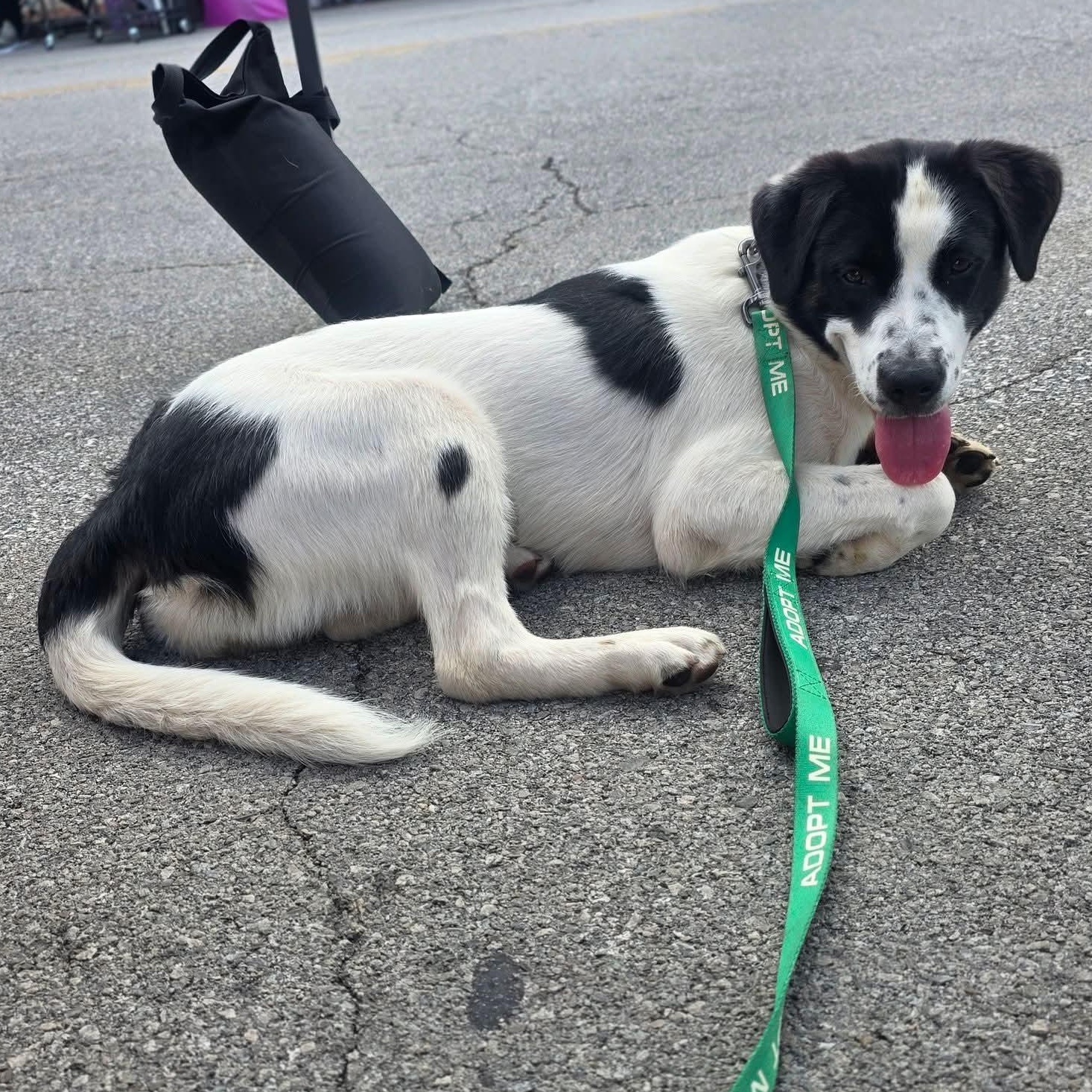 Enlarge Bluey, a ADOPTABLE Mixed Breed in Harrodsburg, KY image 2/4