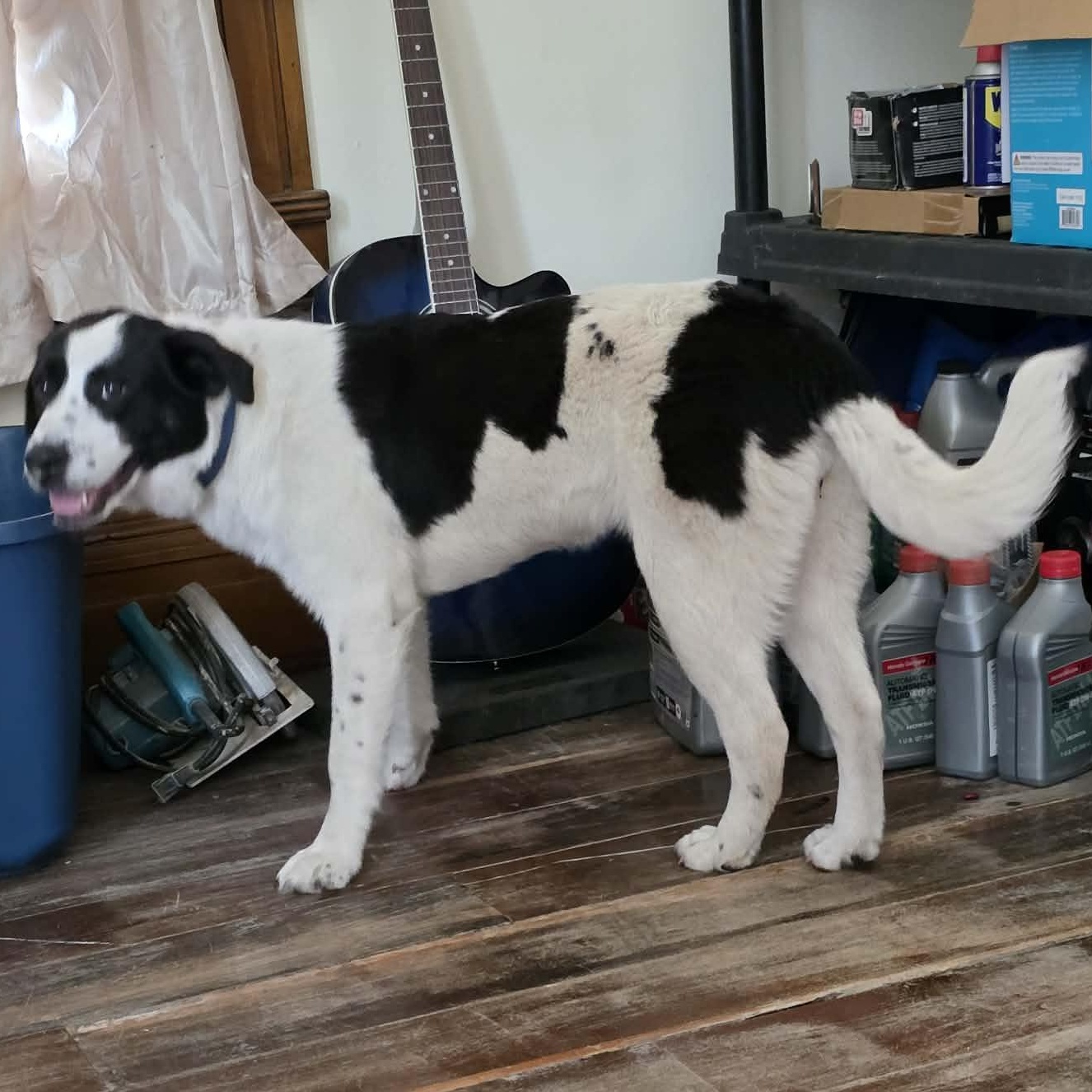 Bluey, a ADOPTABLE Mixed Breed in Harrodsburg, KY image 3/3