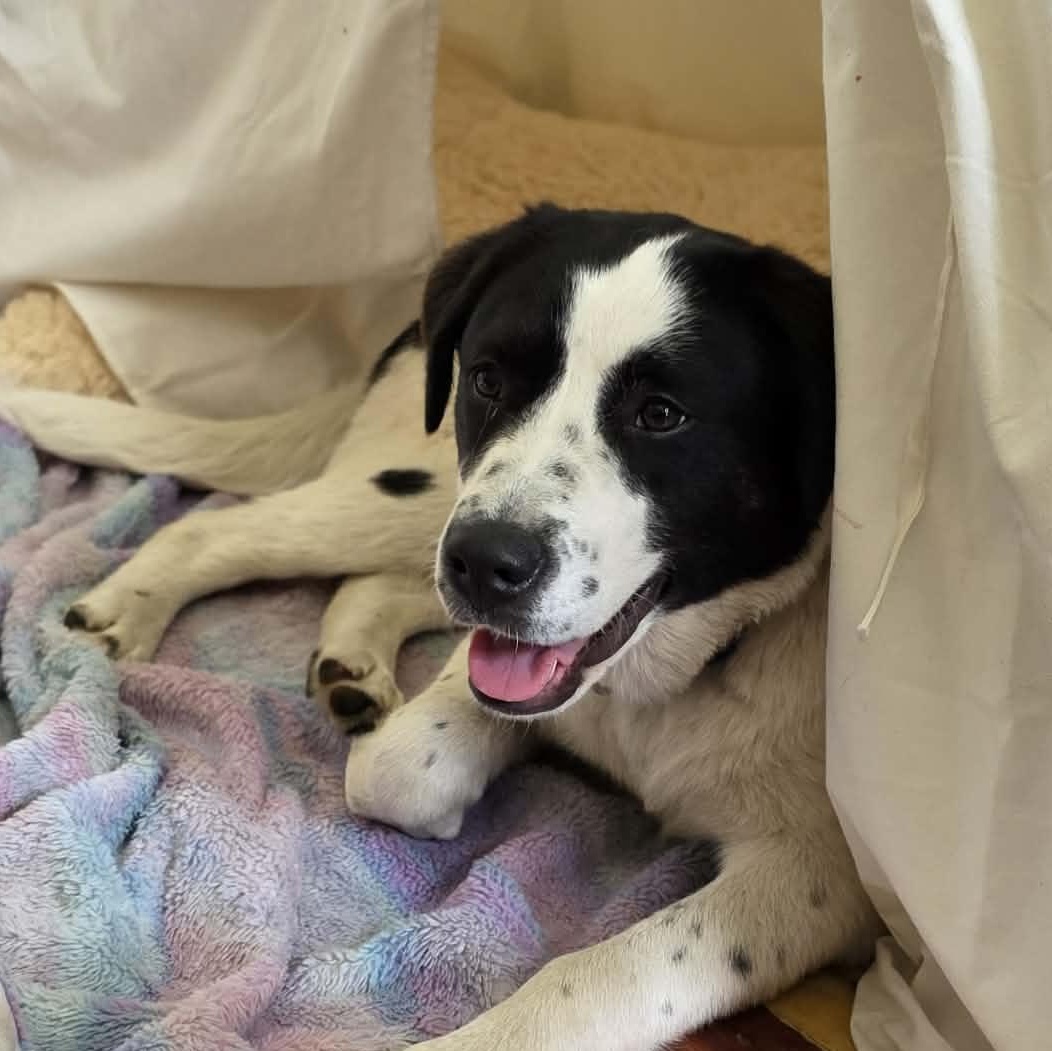 Bluey, ADOPTABLE, Young Female Mixed Breed.
