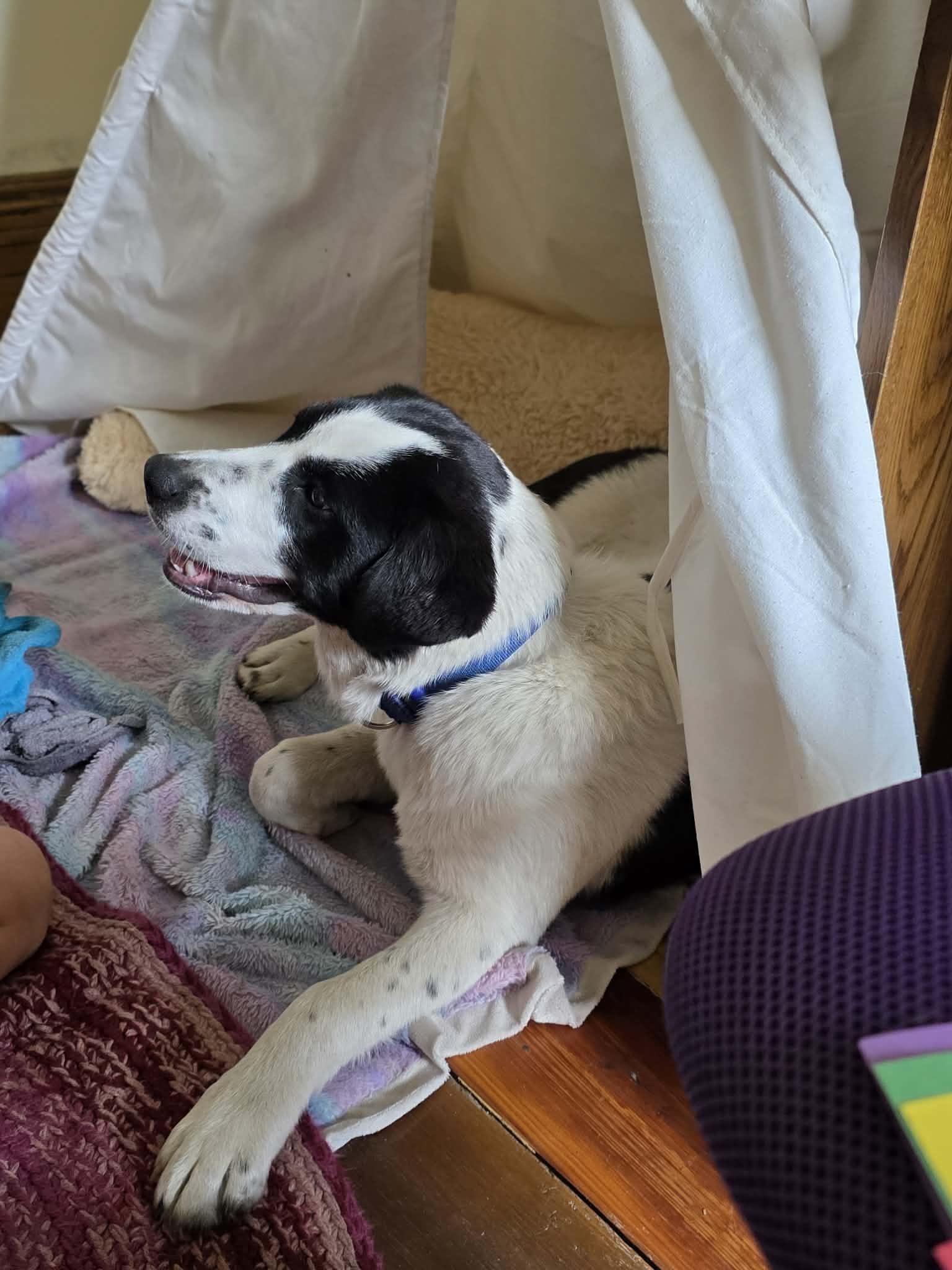 Bluey, a ADOPTABLE Mixed Breed in Harrodsburg, KY image 2/3
