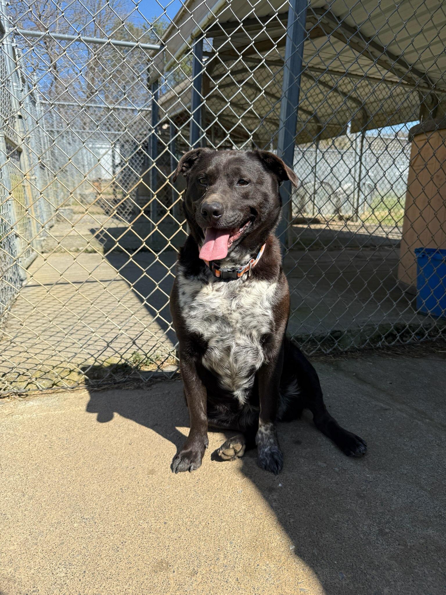 Enlarge Sadie, an adopted mixed breed in Franklin, TN, TN image 1/3
