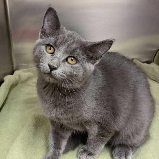 Enlarge Paprika, a Adoptable Domestic Short Hair in Tulsa, OK image 1/1