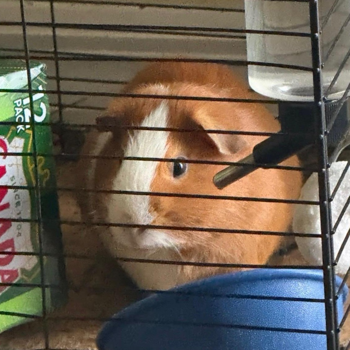 Enlarge Caramel ---Courtesy Post---, a Adopted Guinea Pig in St. Cloud, FL image 1/1