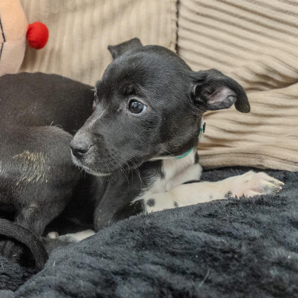 Enlarge Alice, a Adoptable mixed breed in Pawling, NY image 1/6