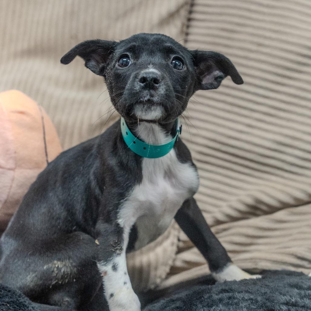 Enlarge Alice, a Adoptable mixed breed in Pawling, NY image 2/6