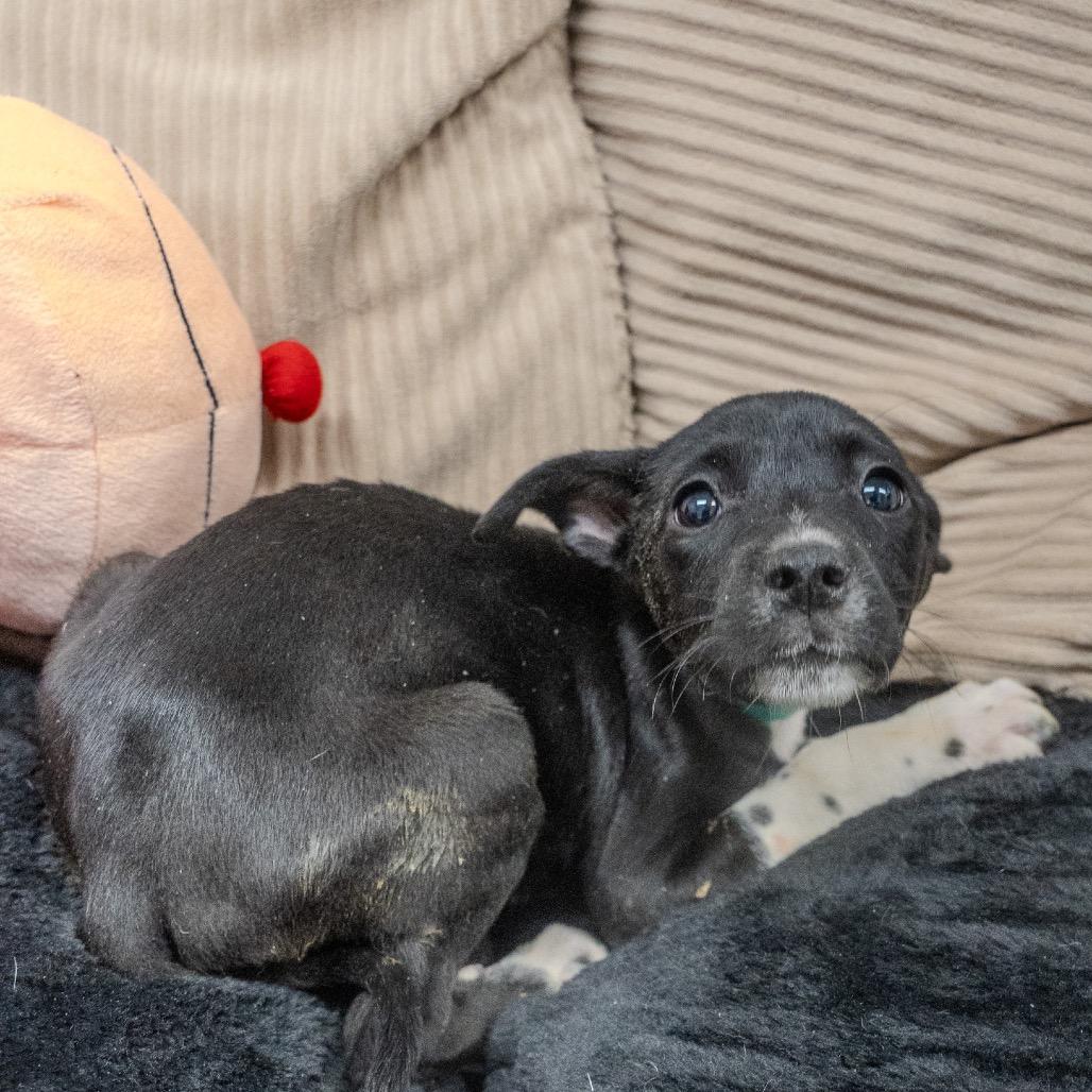 Enlarge Alice, a Adoptable mixed breed in Pawling, NY image 3/6